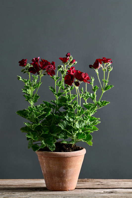 Pelargonium 'Hindoo Nights': geranio con incantevoli fiori bordeaux, presentato con cura in un vaso di terracotta su un luminoso tavolo di legno.