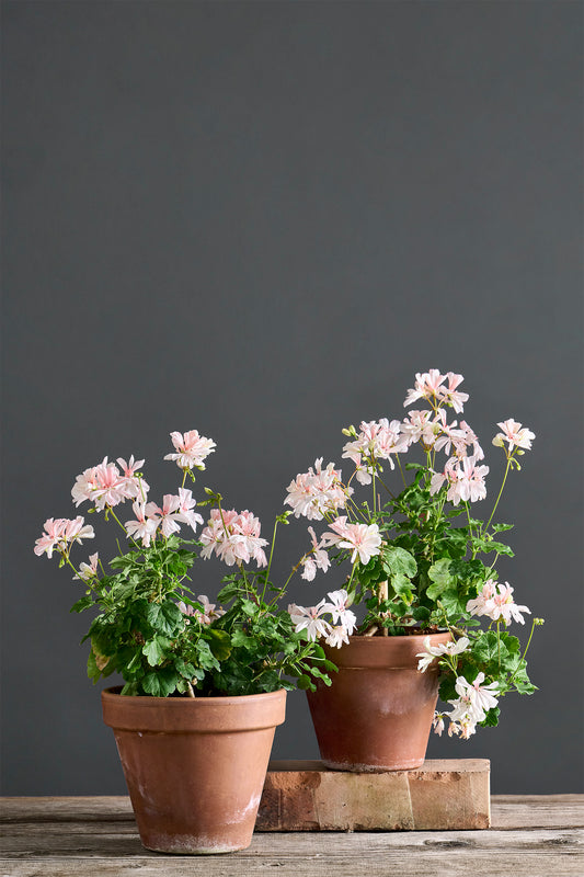 Pelargonium 'Honeywood Suzanne': geranio con incantevoli fiori color bianco-pesca, presentato con cura in un vaso di terracotta su un luminoso tavolo di legno.