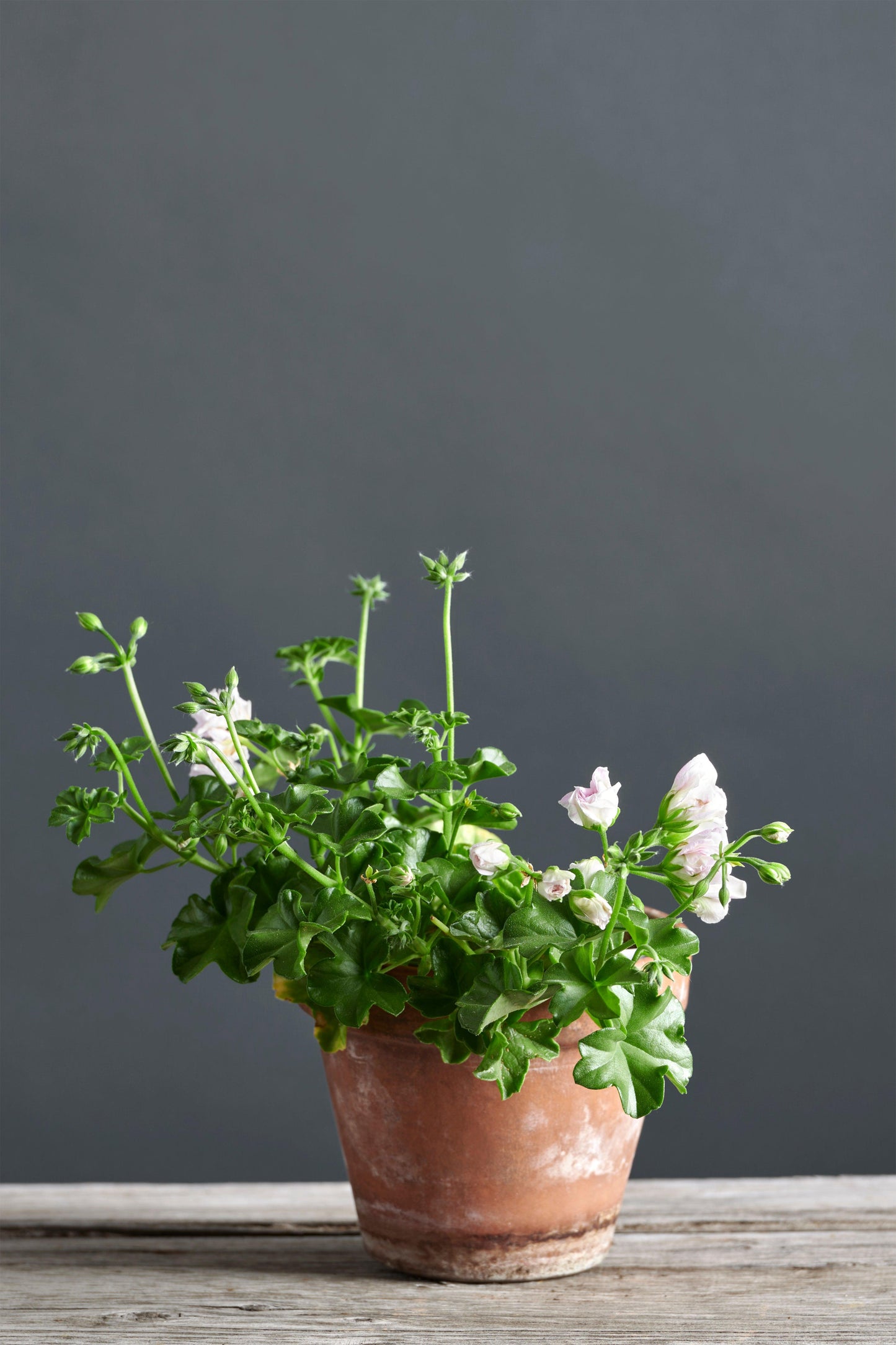 Pelargonium 'Jackie Gauld': geranio con incantevoli fiori color rosa perlaceo, presentato con cura in un vaso di terracotta su un luminoso tavolo di legno.