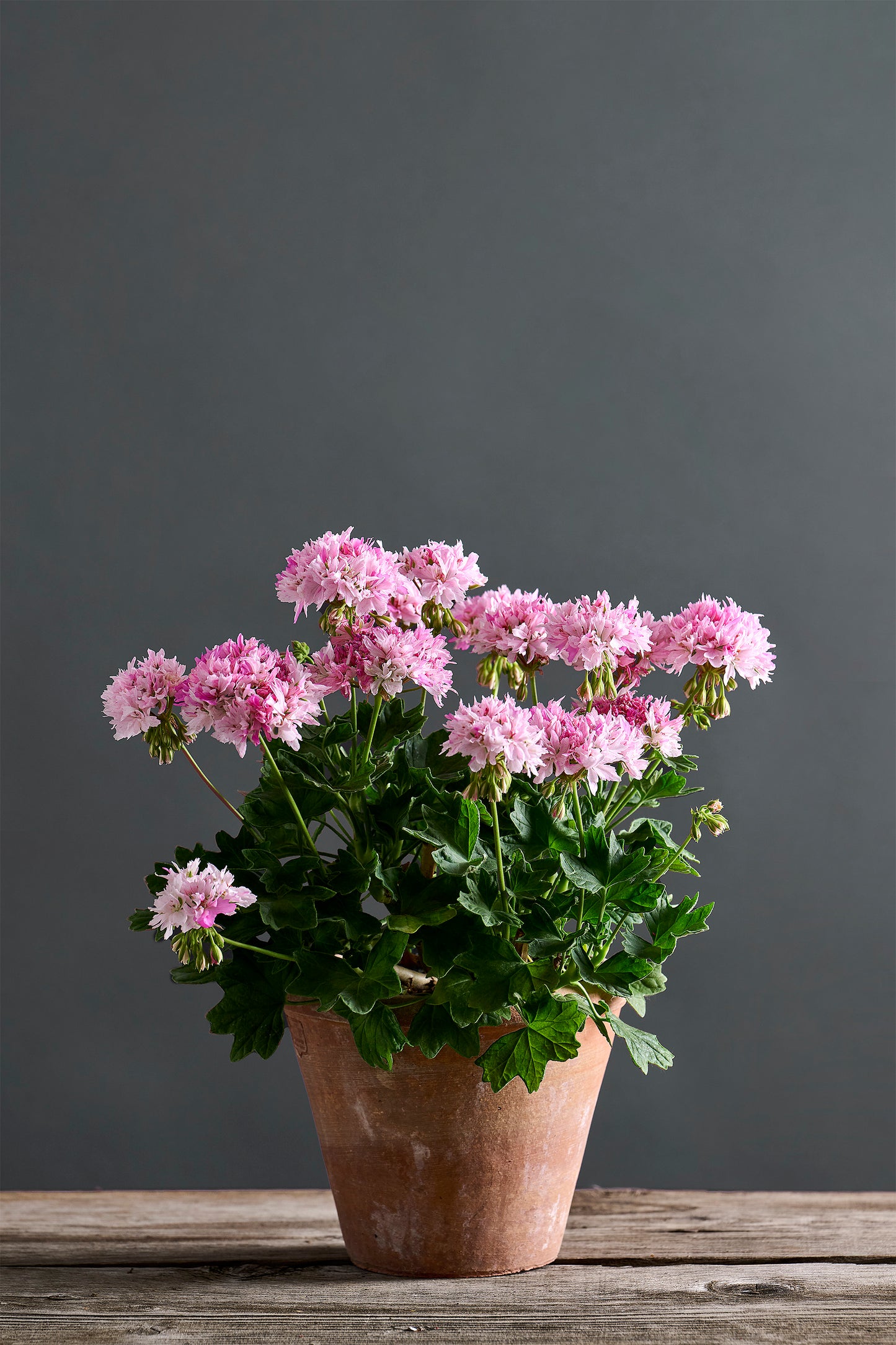 Pelargonium 'Joann': geranio con incantevoli fiori color bianco rosato, presentato con cura in un vaso di terracotta su un luminoso tavolo di legno.