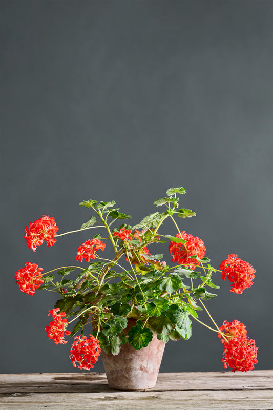 Pelargonium 'Jungle Leaf': geranio con incantevoli fiori color rosso, presentato con cura in un vaso di terracotta su un luminoso tavolo di legno.