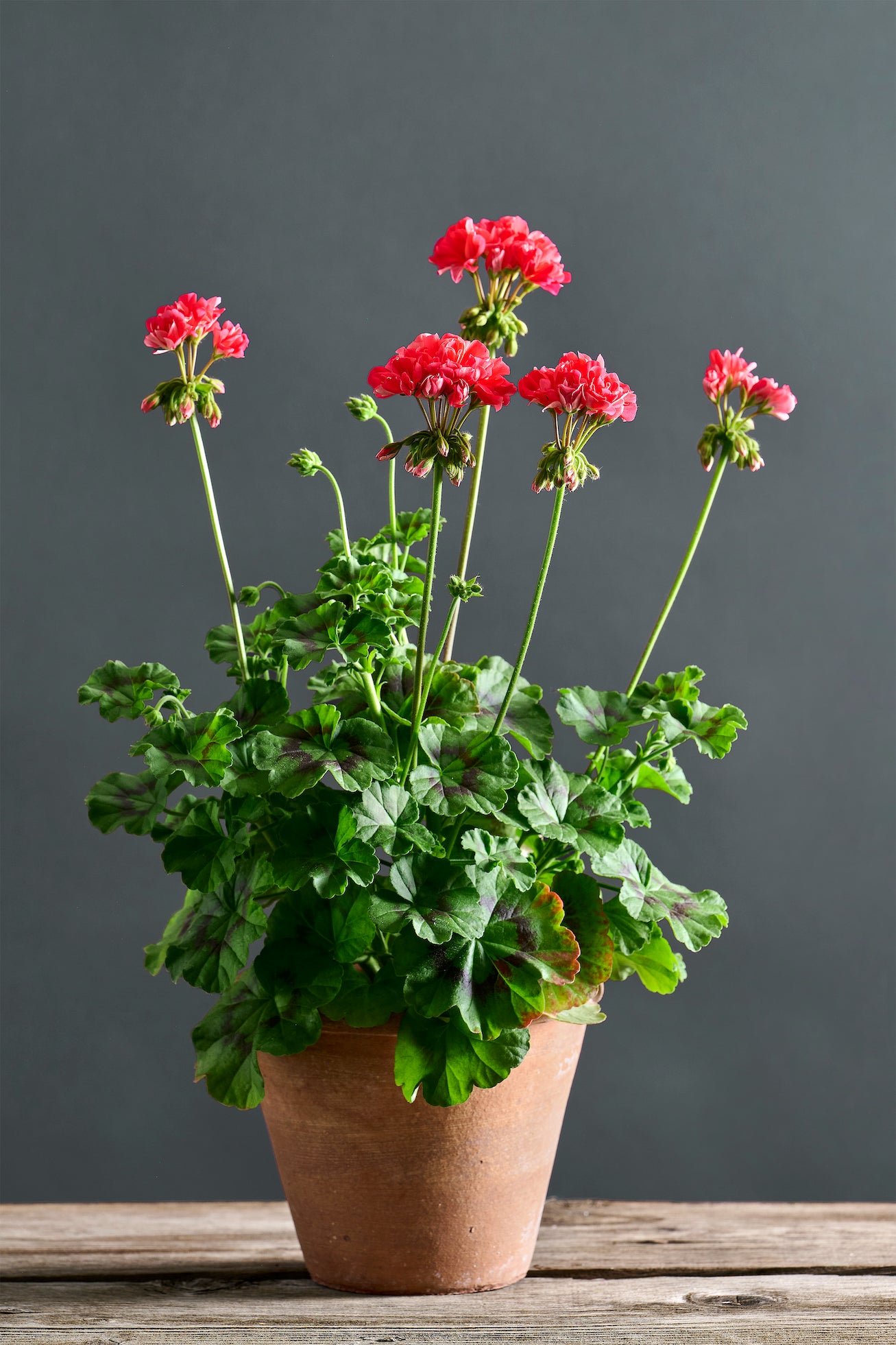 Pelargonium 'LA Knorren': geranio con incantevoli fiori color ciliegia, presentato con cura in un vaso di terracotta su un luminoso tavolo di legno.