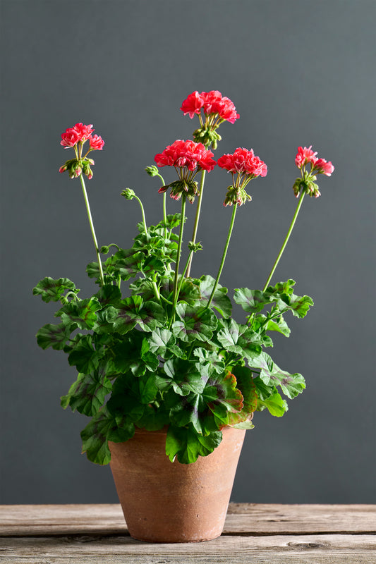 Pelargonium 'LA Knorren': geranio con incantevoli fiori color ciliegia, presentato con cura in un vaso di terracotta su un luminoso tavolo di legno.