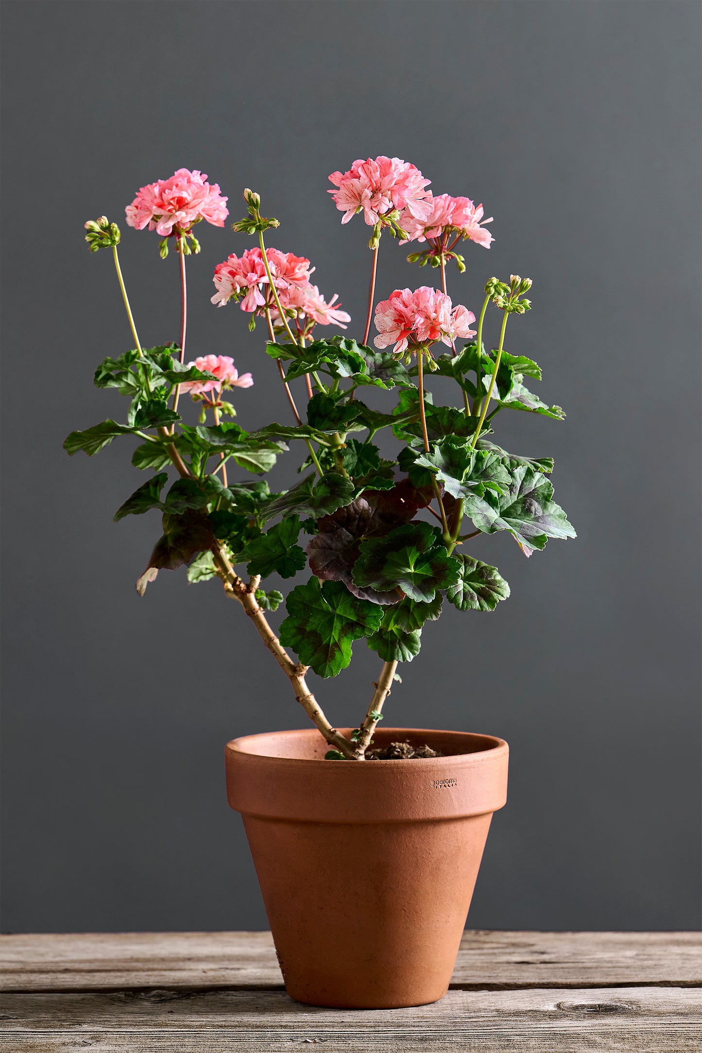 Pelargonium 'LA Fabiola': geranio con incantevoli fiori bianco-rosso, presentato con cura in un vaso di terracotta su un luminoso tavolo di legno. 