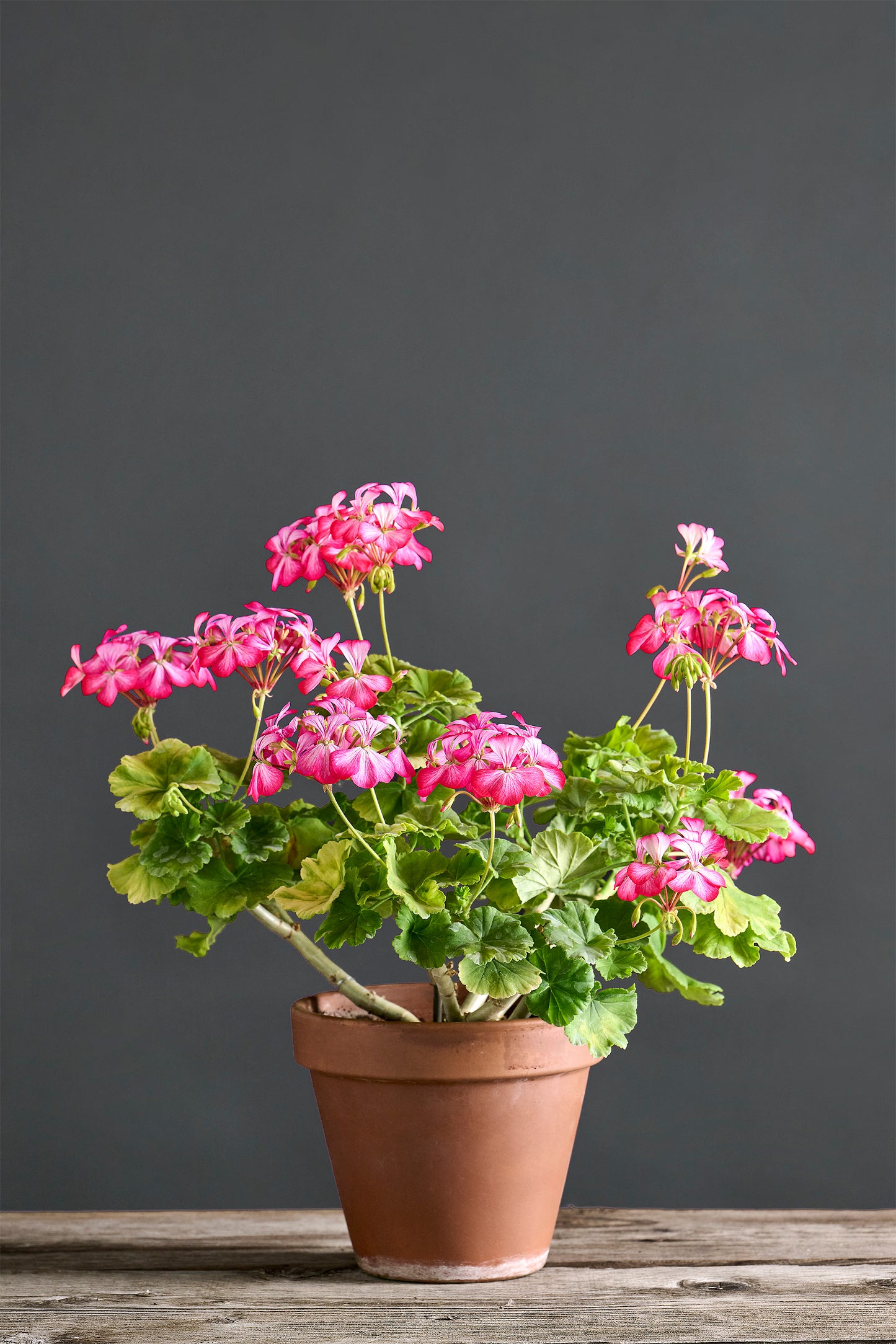 Pelargonium 'LA Karoleen': geranio con incantevoli fiori bianco-magenta, presentato con cura in un vaso di terracotta su un luminoso tavolo di legno.