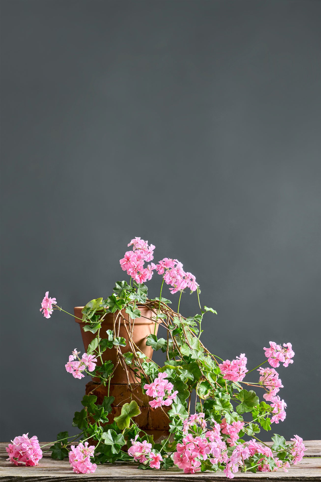 Pelargonium 'Lachskönigin': geranio con incantevoli fiori rosa, presentato con cura in un vaso di terracotta su un luminoso tavolo di legno.