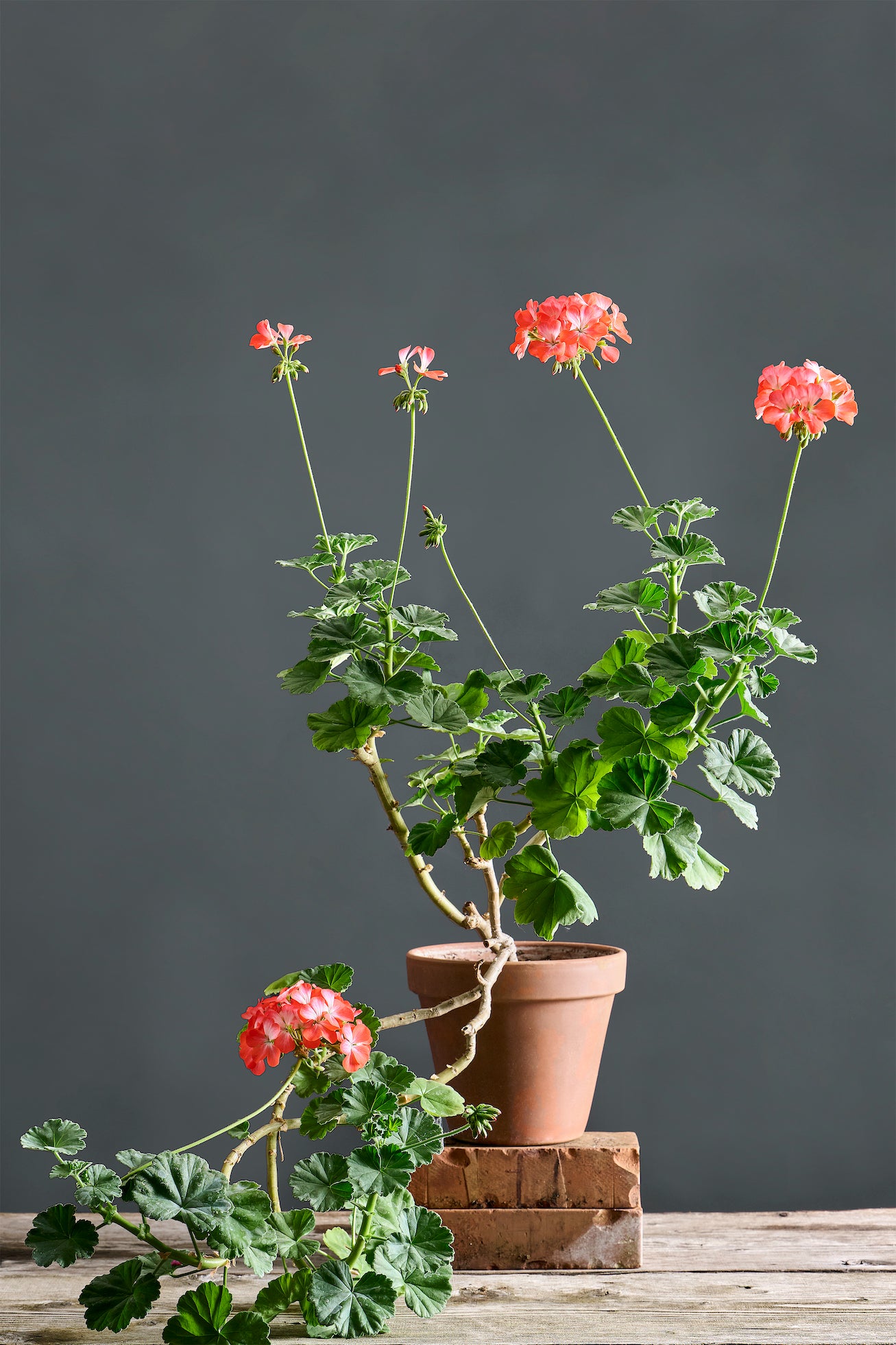 Pelargonium 'Lady of Spain': geranio con incantevoli fiori color corallo, presentato con cura in un vaso di terracotta su un luminoso tavolo di legno.