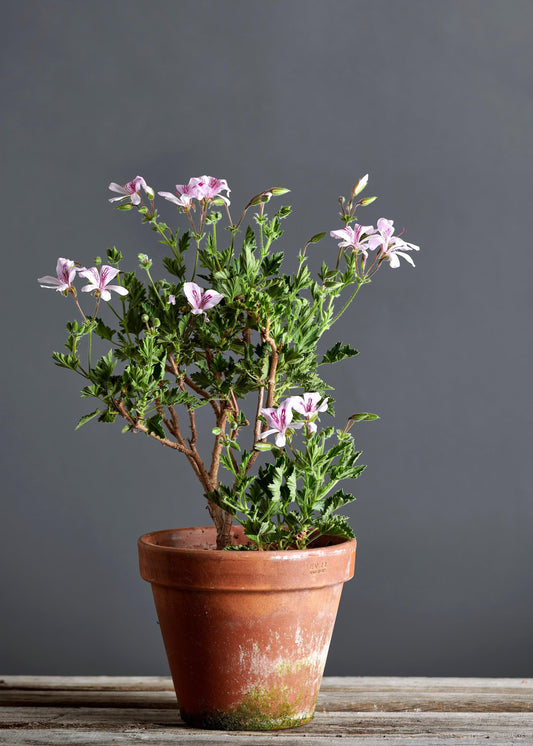 Pelargonium 'Lemon Fancy': geranio con incantevoli fiori bianco rosati, presentato con cura in un vaso di terracotta su un luminoso tavolo di legno.