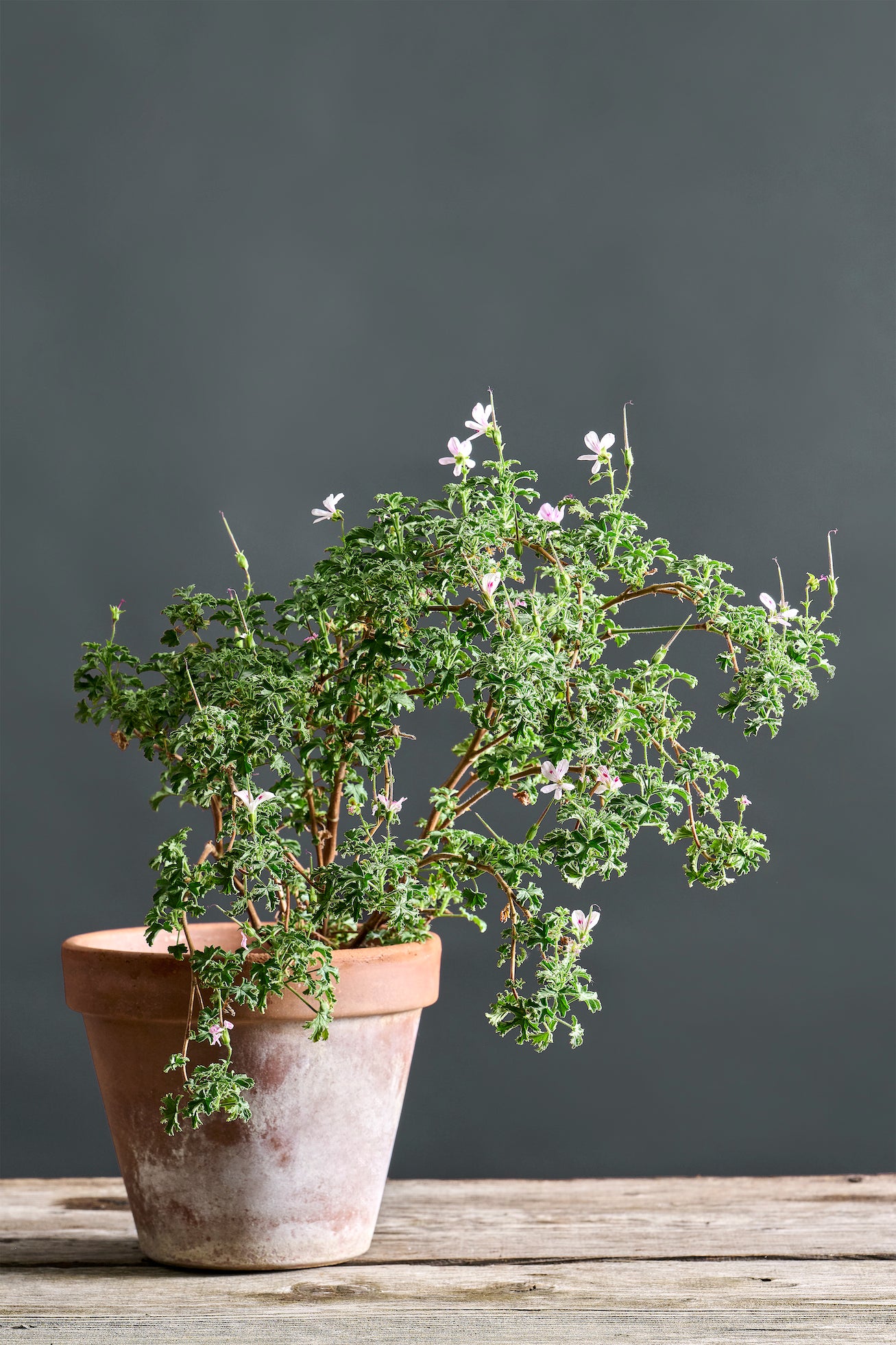 Pelargonium 'Lemon Kiss': geranio con incantevoli fiori bianco rosati, presentato con cura in un vaso di terracotta su un luminoso tavolo di legno.