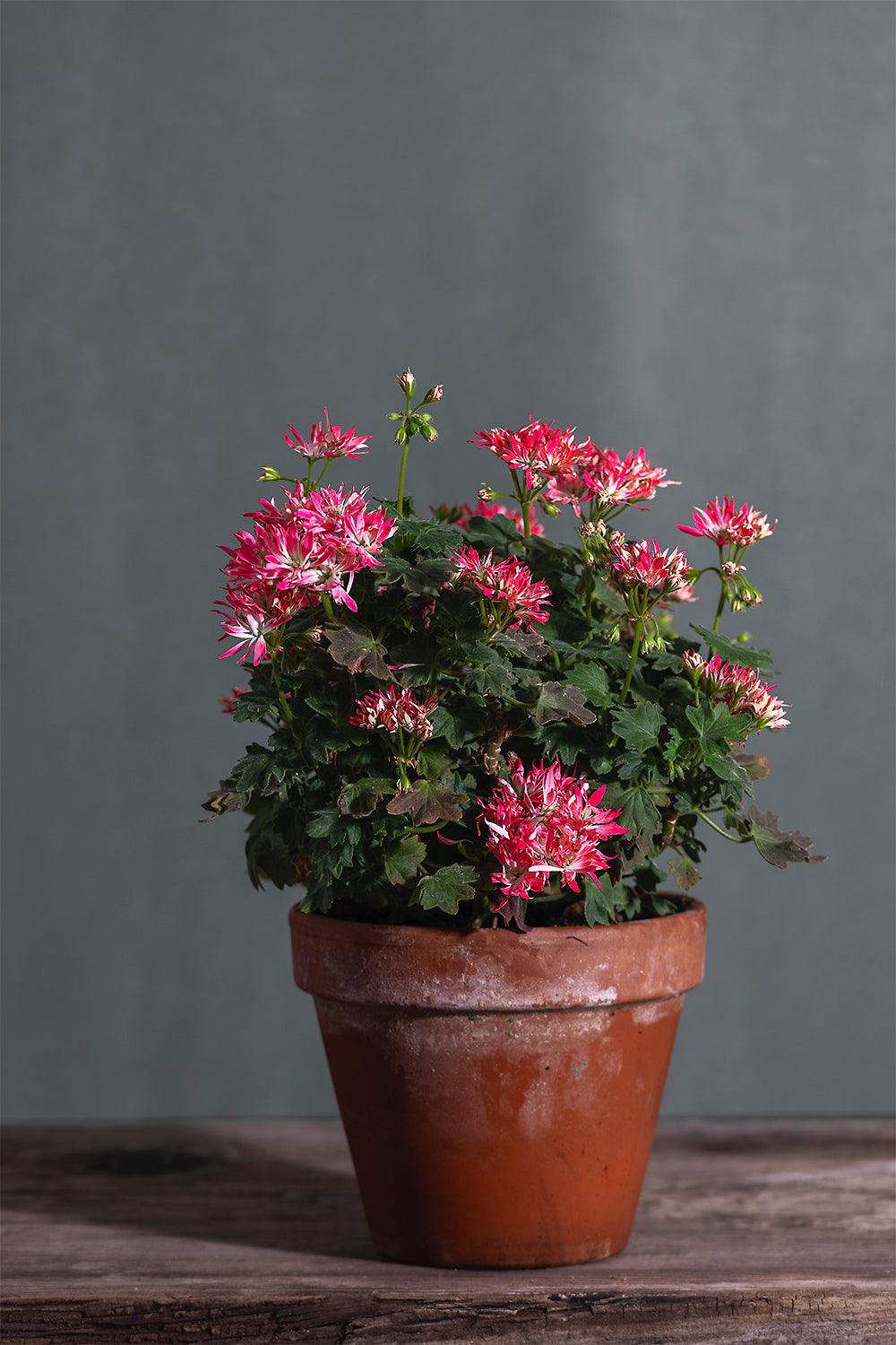 Pelargonium 'Little Spikey': geranio con incantevoli fiori color magenta, presentato con cura in un vaso di terracotta su un luminoso tavolo di legno.