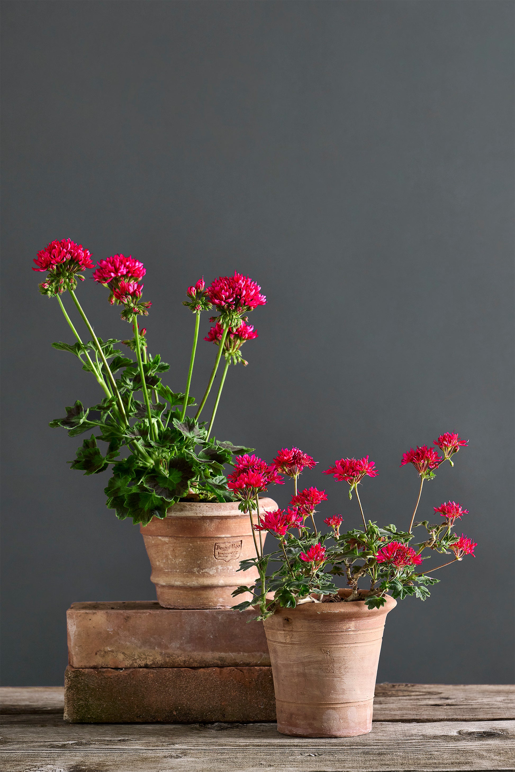 Pelargonium 'Lotta Lundberg': geranio con incantevoli fiori color magenta, presentato con cura in un vaso di terracotta su un luminoso tavolo di legno.