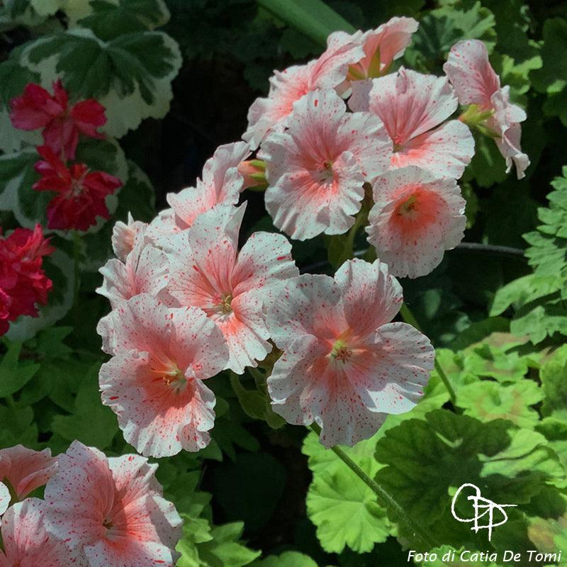 Pelargonium 'Madama Crispina': geranio con incantevoli fiori color rosa, presentato con cura in un vaso di terracotta su un luminoso tavolo di legno.