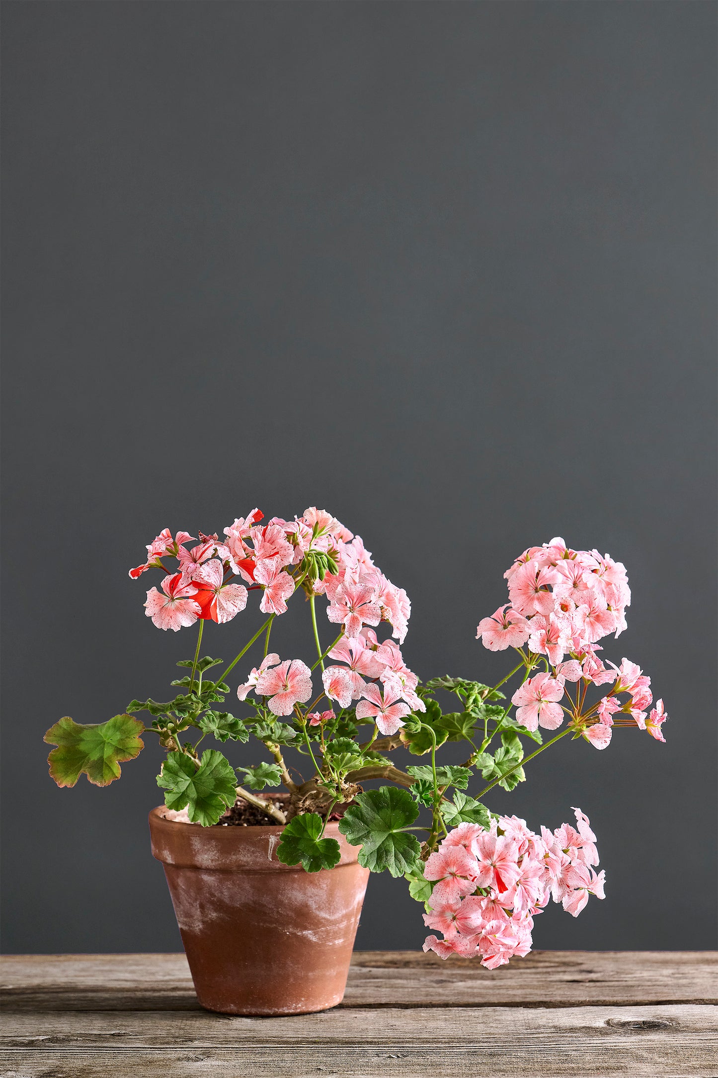 Pelargonium 'Madama Crispina': geranio con incantevoli fiori color rosa, presentato con cura in un vaso di terracotta su un luminoso tavolo di legno.