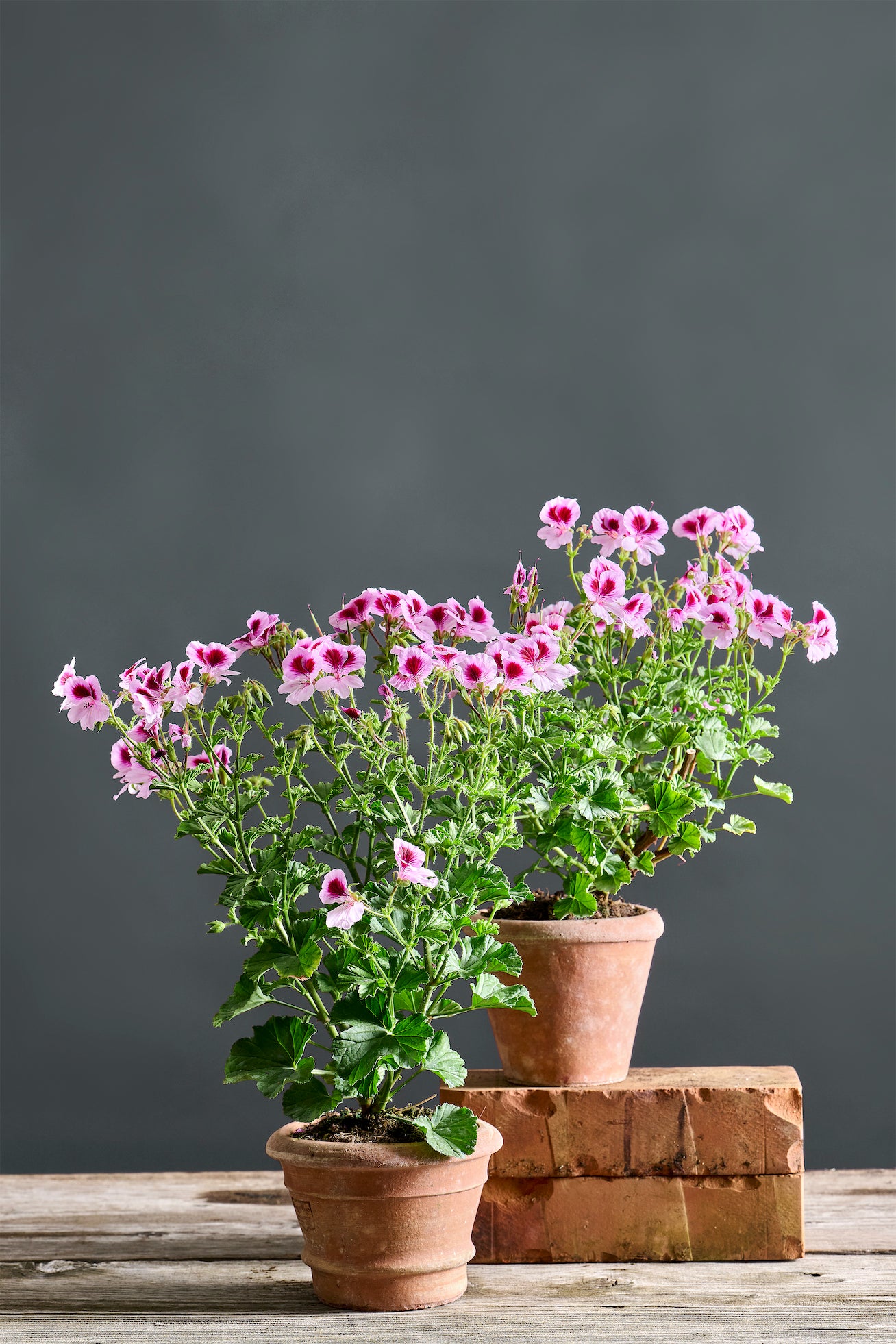 Pelargonium 'Madam Layal': geranio con incantevoli fiori color rosa lavanda, presentato con cura in un vaso di terracotta su un luminoso tavolo di legno.