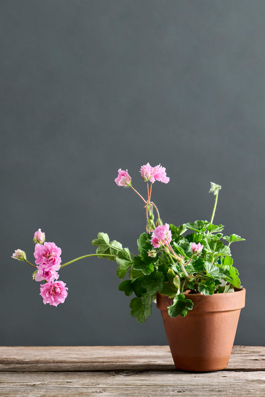 Pelargonium 'Madame de Pompadur': geranio con incantevoli fiori color rosa, presentato con cura in un vaso di terracotta su un luminoso tavolo di legno.