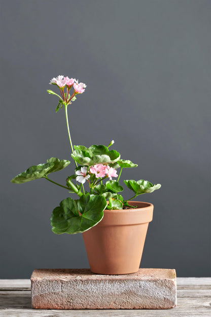 Pelargonium 'Madame Thibault': geranio con incantevoli fiori color rosa chiaro, presentato con cura in un vaso di terracotta su un luminoso tavolo di legno.