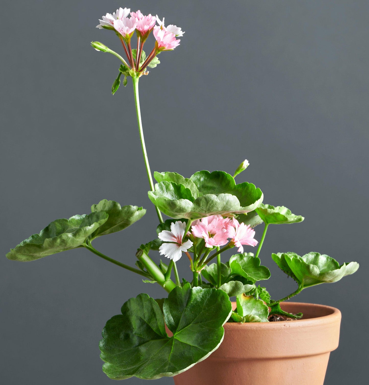 Macro di pelargonium 'Madama Crispina', geranio con incantevoli fiori color rosa.