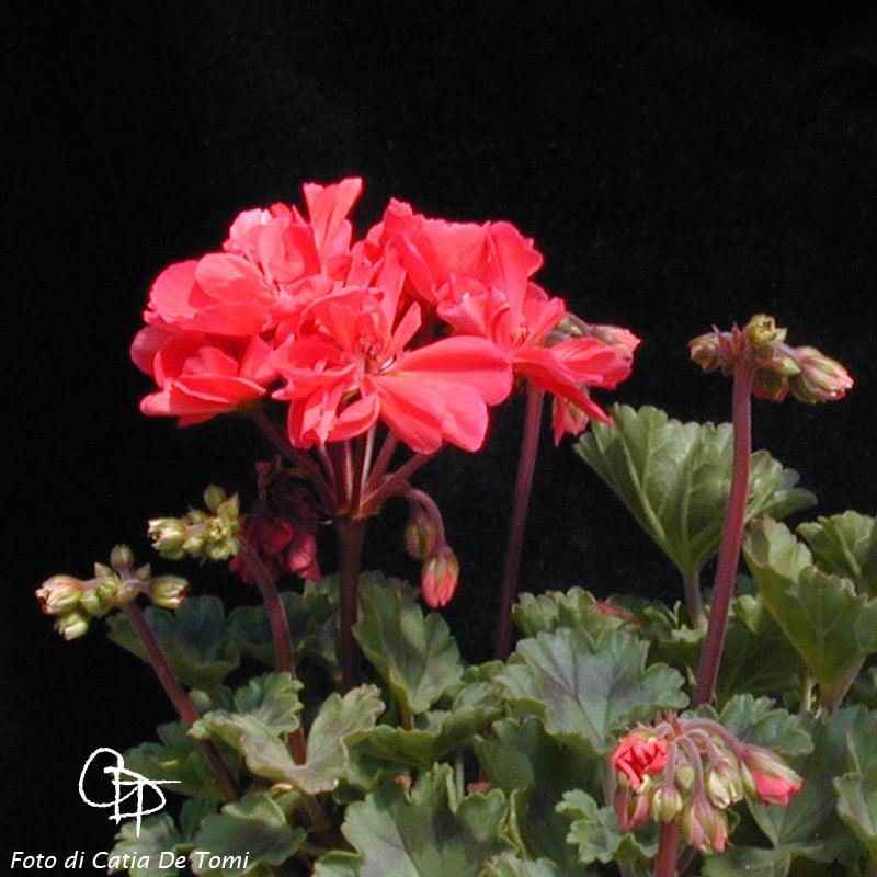 Pelargonium 'Madamin Teresina': geranio con incantevoli fiori rossi , presentato con cura in un vaso di terracotta su un luminoso tavolo di legno.