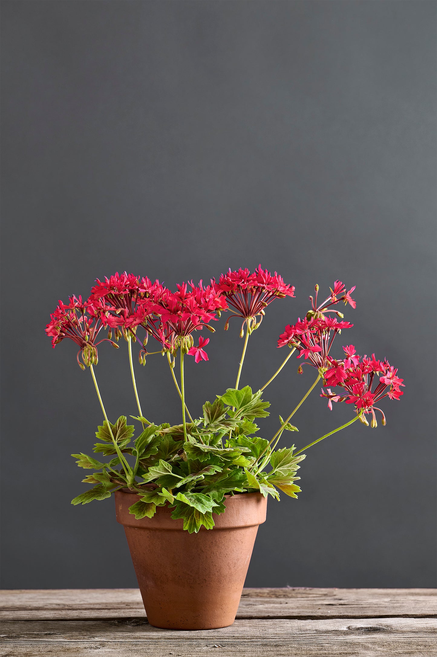 Pelargonium 'Mandala': geranio con incantevoli fiori color ciliegia , presentato con cura in un vaso di terracotta su un luminoso tavolo di legno.