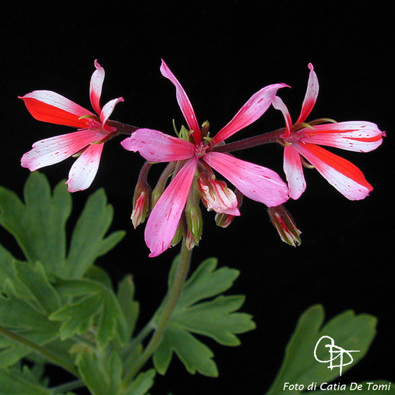Pelargonium 'Mani di Fata': geranio con incantevoli fiori color rosa-rosso, presentato con cura in un vaso di terracotta su un luminoso tavolo di legno.
