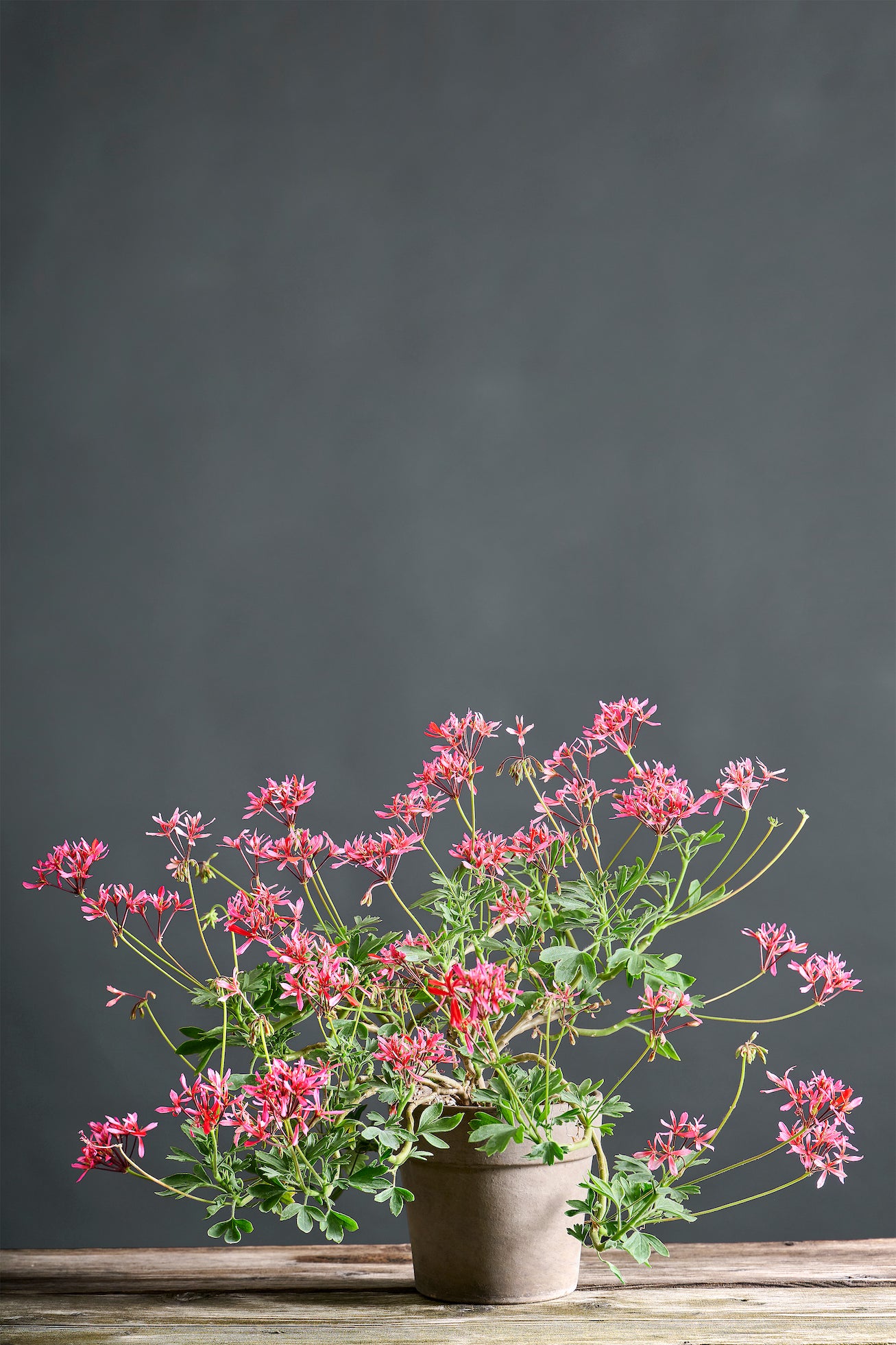 Pelargonium 'Mani di Fata': geranio con incantevoli fiori color rosa-rosso, presentato con cura in un vaso di terracotta su un luminoso tavolo di legno.