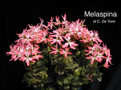 Melaspina