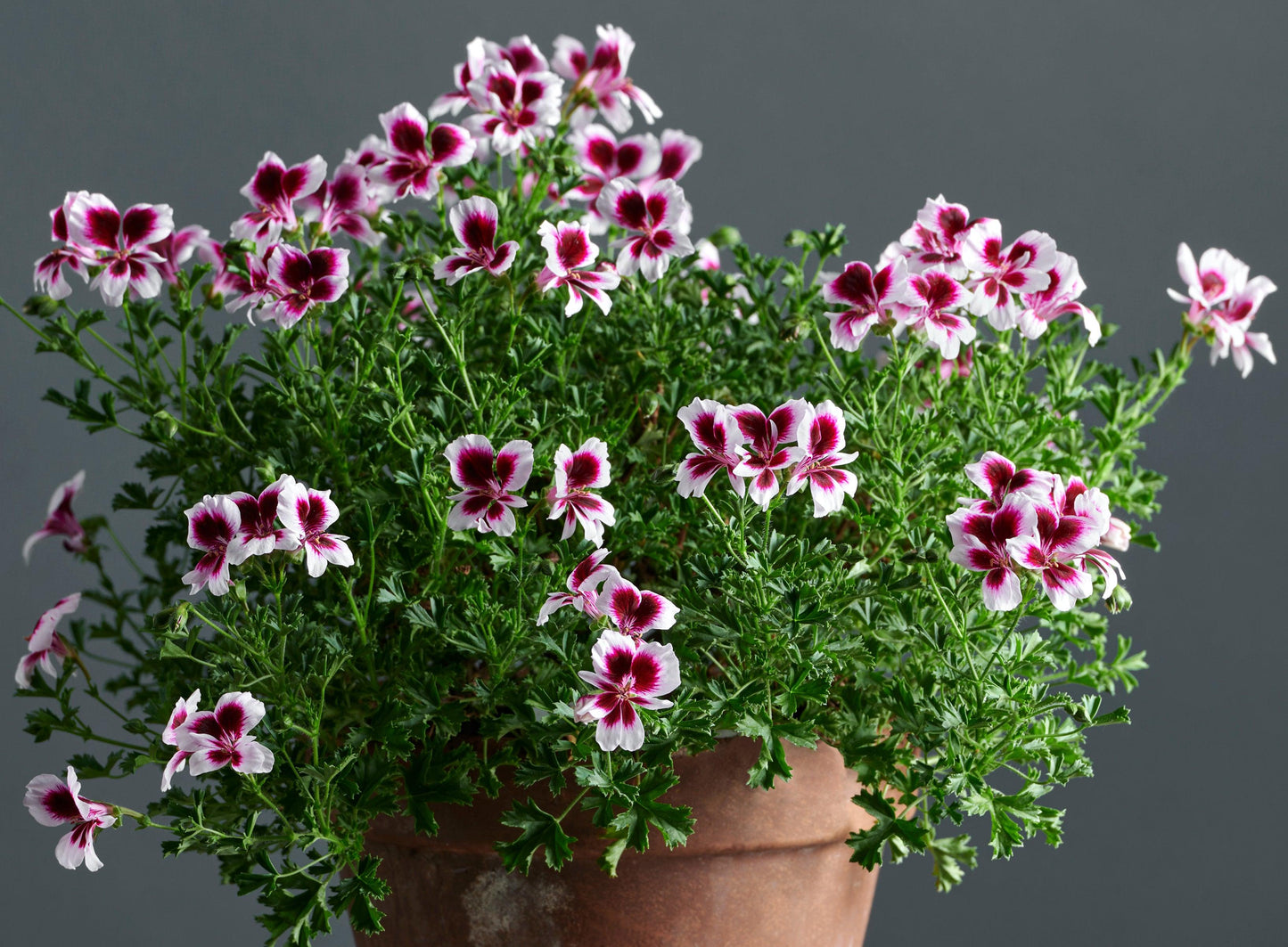 Macro foglie e incantevoli fiori color prugna-bianco di Pelargonium 'Michael'.