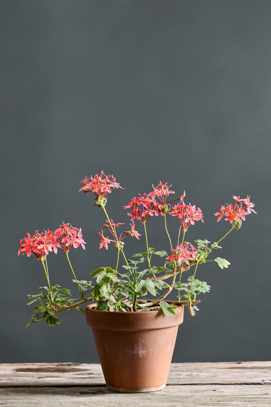 Pelargonium 'Michelangelo': geranio con incantevoli fiori color rosa fenicottero, presentato con cura in un vaso di terracotta su un luminoso tavolo di legno.