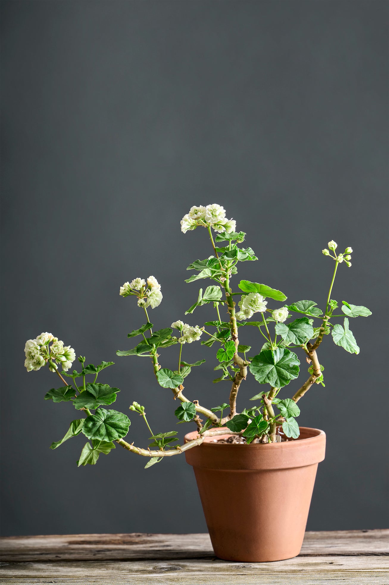 Pelargonium 'Midori Buke': geranio con incantevoli fiori bianchi, presentato con cura in un vaso di terracotta su un luminoso tavolo di legno.