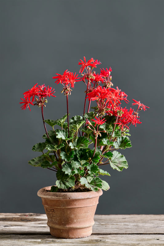 Pelargonium 'Mini Cezch': geranio con incantevoli fiori color rosso scuro, presentato con cura in un vaso di terracotta su un luminoso tavolo di legno.