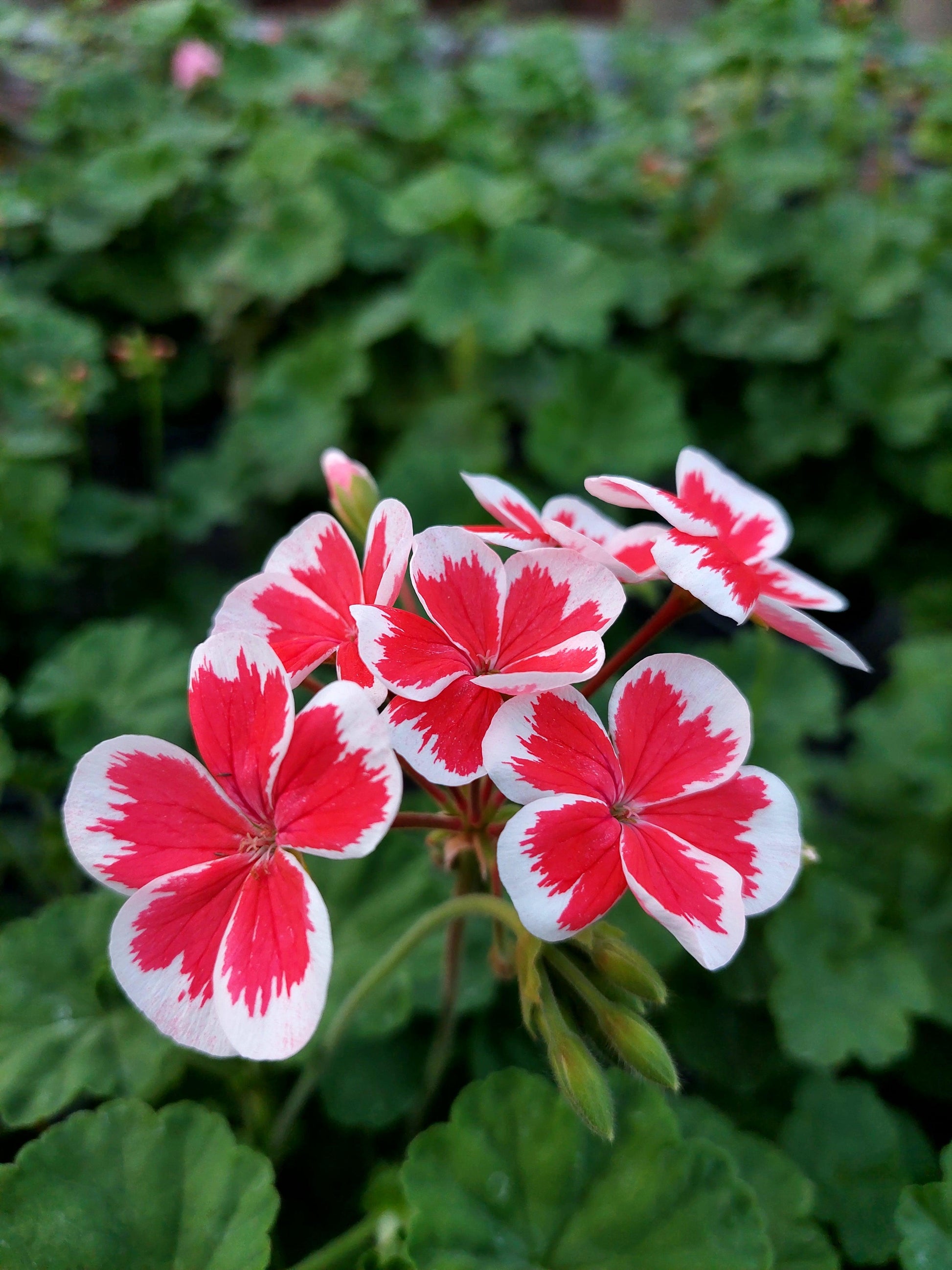 Macro foglie e incantevoli fiori color rosso geranio di Pelargonium 'Mr. Wren Splash'.