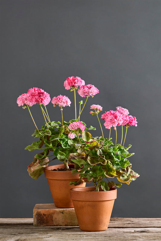 Pelargonium 'Mr 64 Olivia Frills': geranio con incantevoli fiori color rosa antico e rosa scuro, presentato con cura in un vaso di terracotta su un luminoso tavolo di legno.