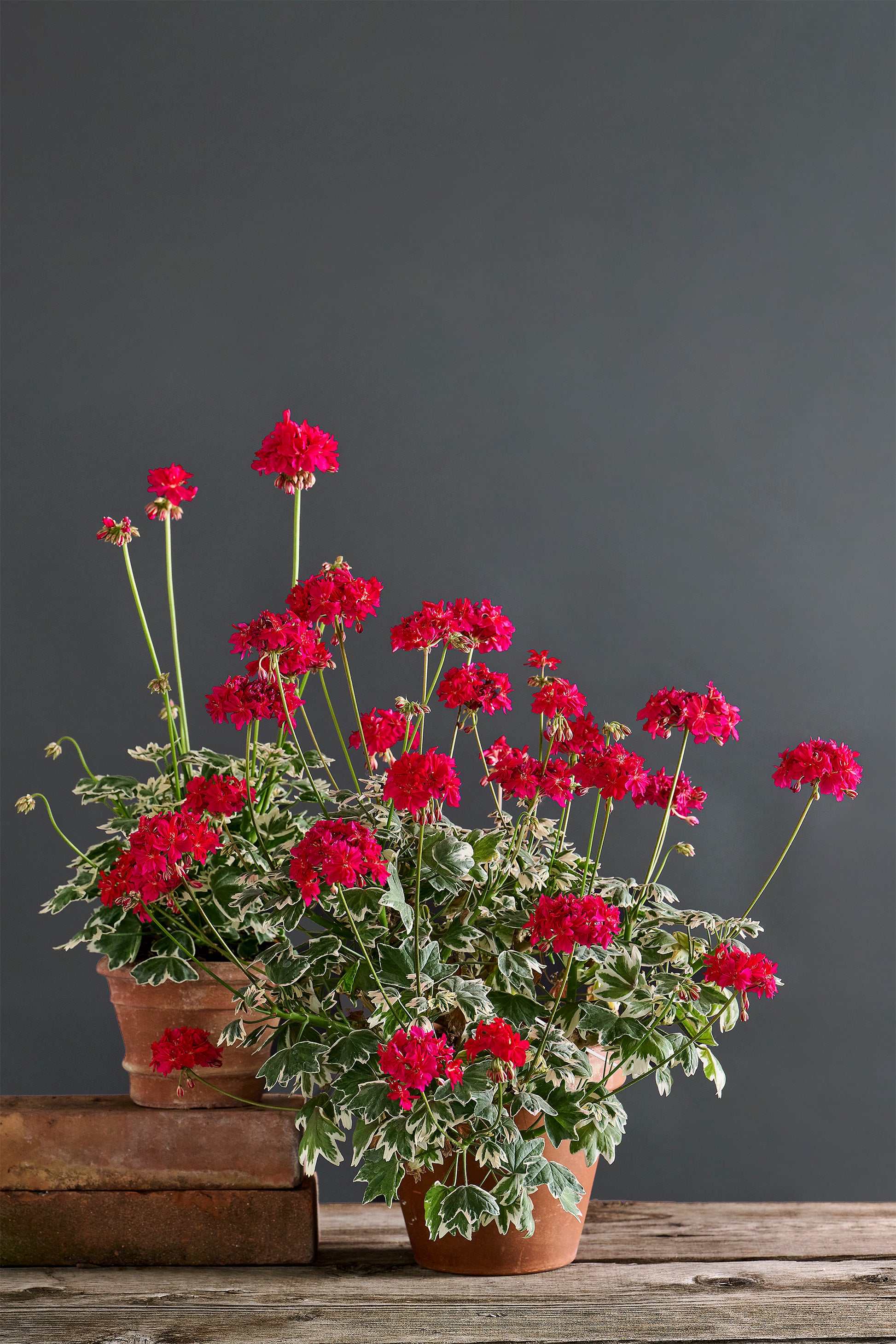 Pelargonium 'Mrs. May Last': geranio con incantevoli fiori color rosso ciliegia, presentato con cura in un vaso di terracotta su un luminoso tavolo di legno.