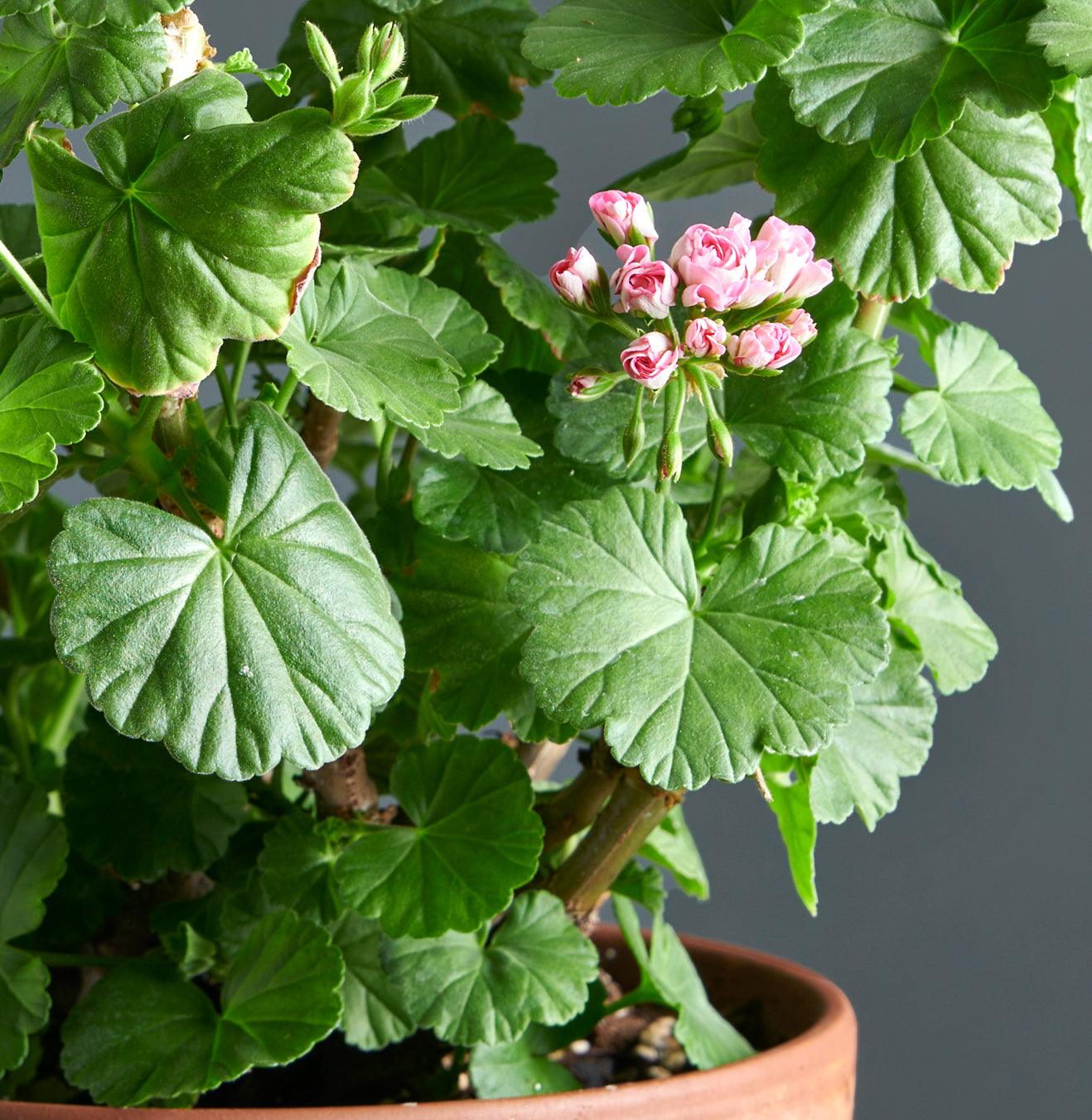 Macro foglie e incantevoli fiori color rosa di Pelargonium 'Noele Gordon'.