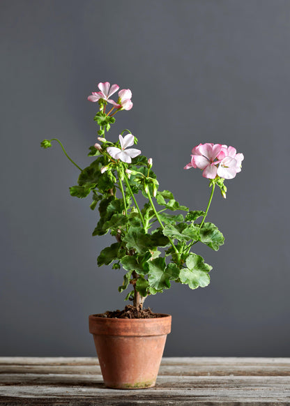 Pelargonium 'Northern Light': geranio con incantevoli fiori color rosa-bianco, presentato con cura in un vaso di terracotta su un luminoso tavolo di legno.