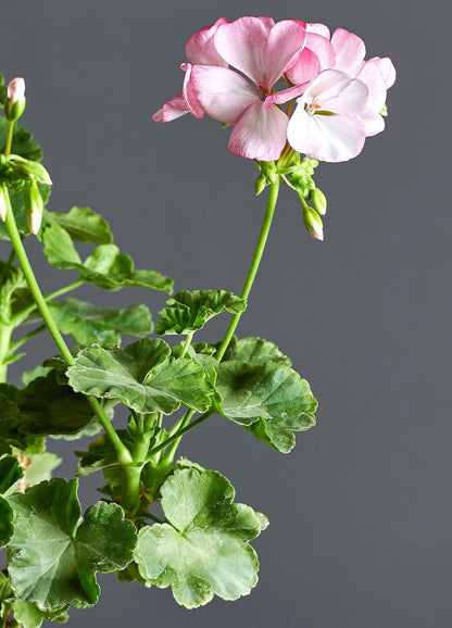 Macro foglie e incantevoli fiori color rosa-bianco di Pelargonium 'Northern Light'.