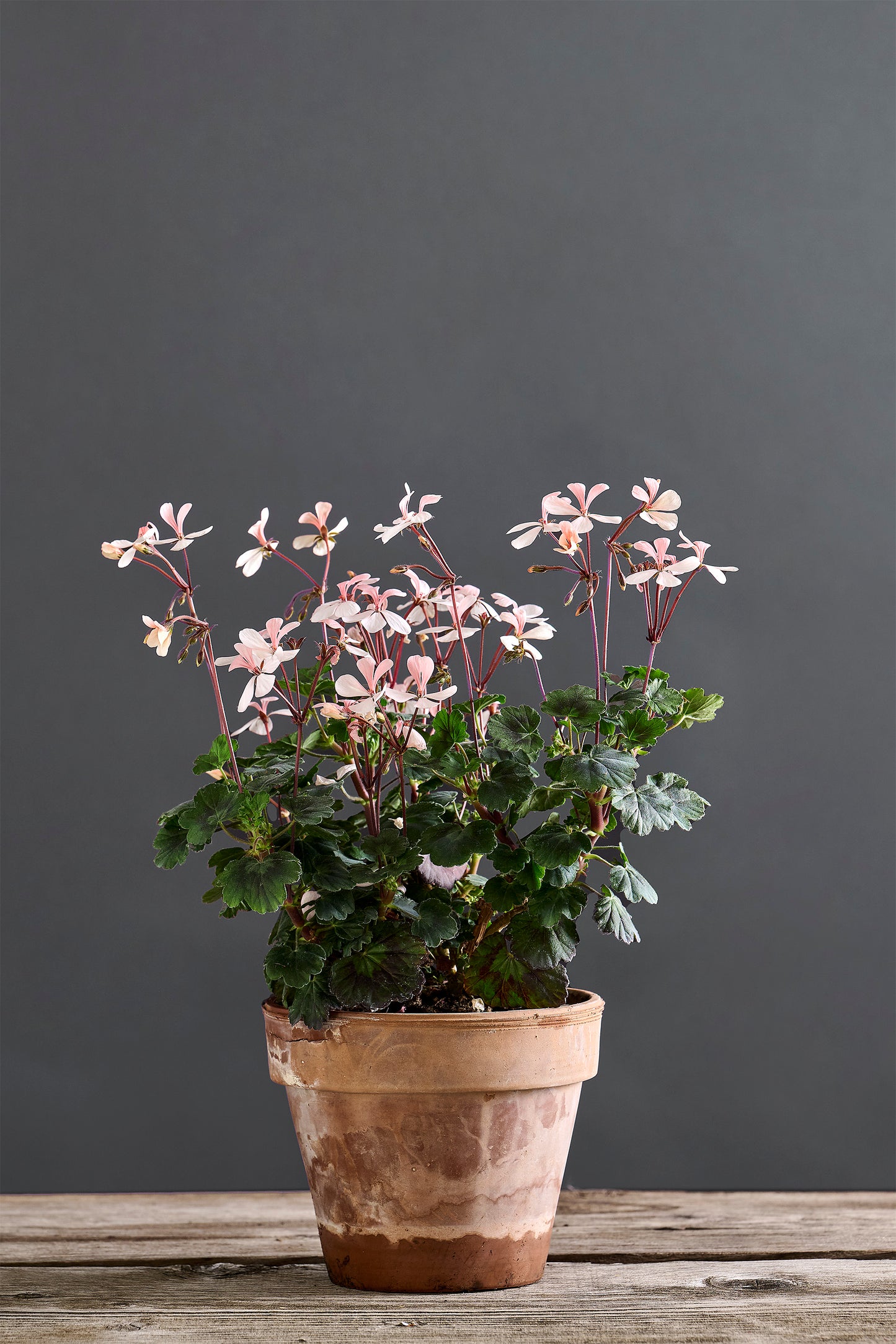 Pelargonium 'Odensjö Nocturne': geranio con incantevoli fiori color rosa cipria, presentato con cura in un vaso di terracotta su un luminoso tavolo di legno.