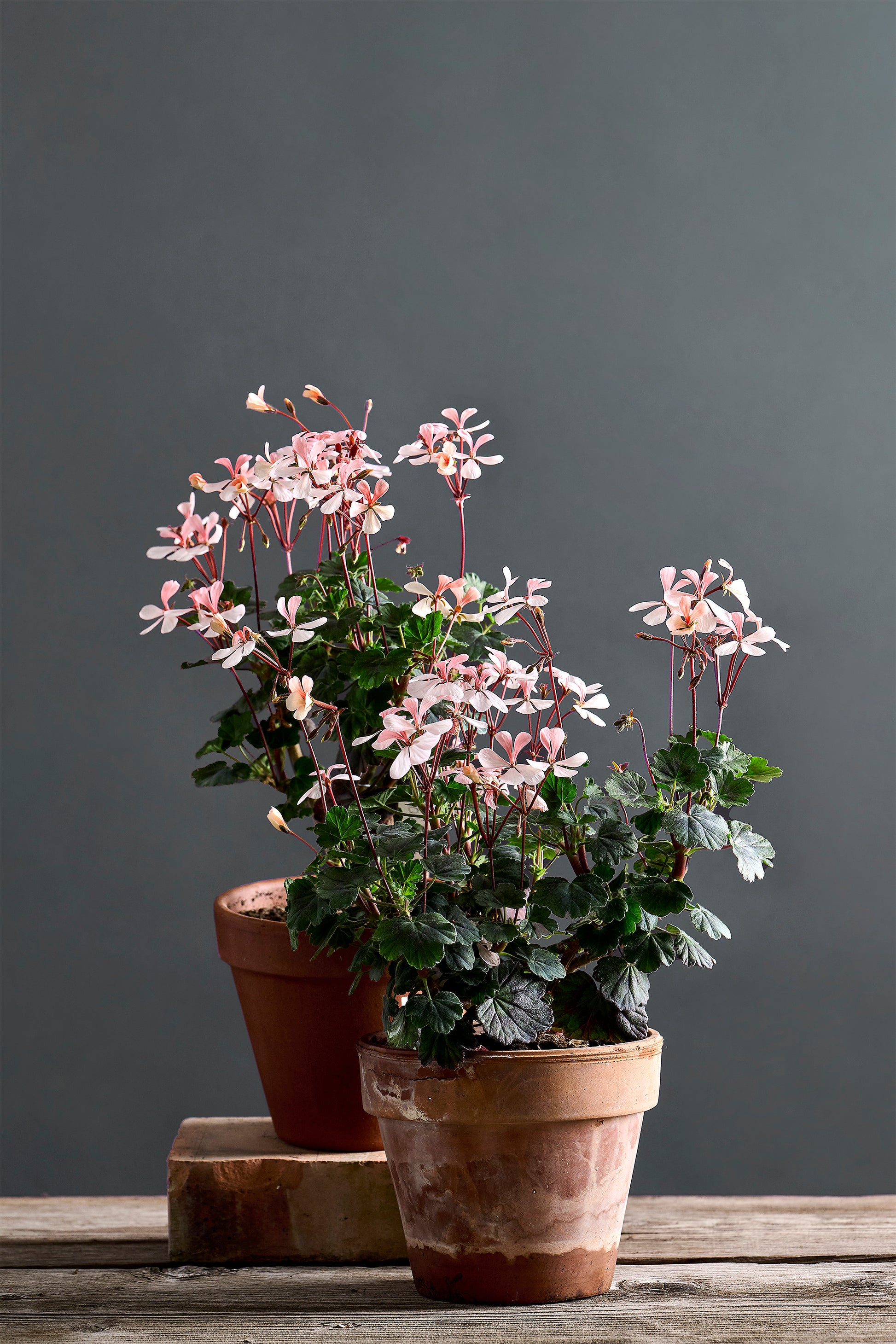 Pelargonium 'Odensjö Nocturne': geranio con incantevoli fiori color rosa cipria, presentato con cura in un vaso di terracotta su un luminoso tavolo di legno.