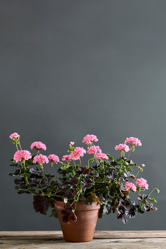 Pelargonium 'Odensjö Black Mamba': geranio con incantevoli fiori color rosa garofano, presentato con cura in un vaso di terracotta su un luminoso tavolo di legno.