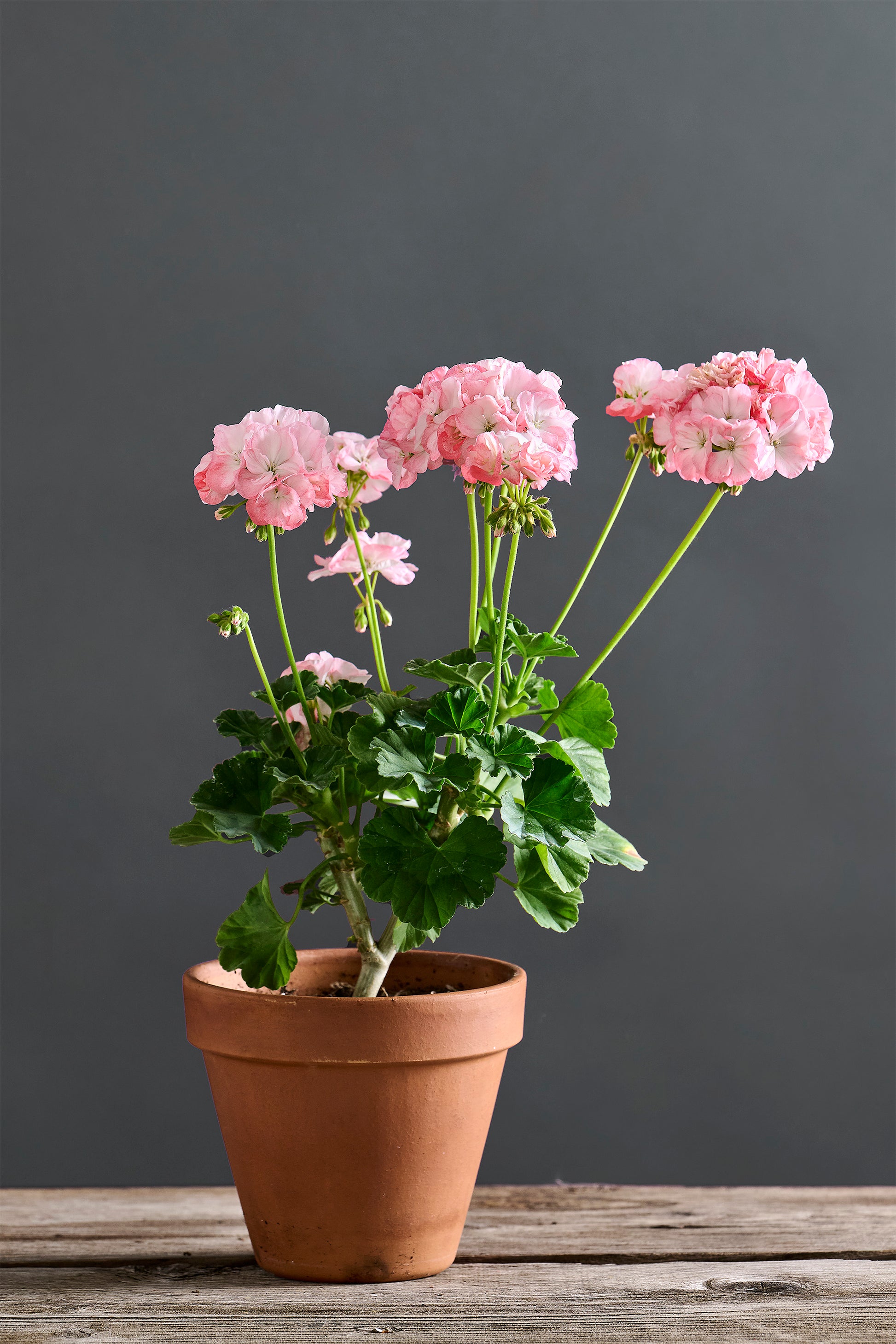 Pelargonium 'Odensjö Ljus och Värme': geranio con incantevoli fiori color bianco-rosa, presentato con cura in un vaso di terracotta su un luminoso tavolo di legno.