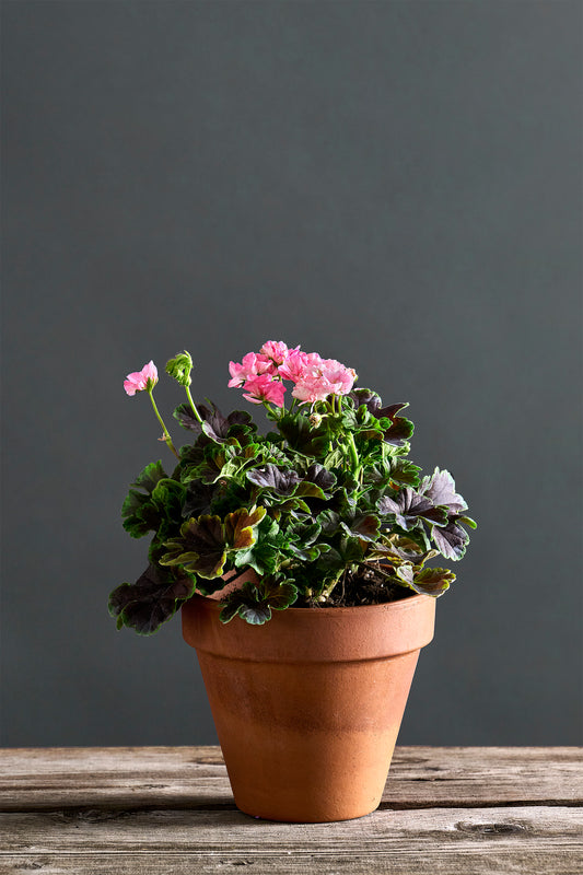 Pelargonium 'Odensjö Made in Sweden': geranio con incantevoli fiori color bianco-rosa, presentato con cura in un vaso di terracotta su un luminoso tavolo di legno.