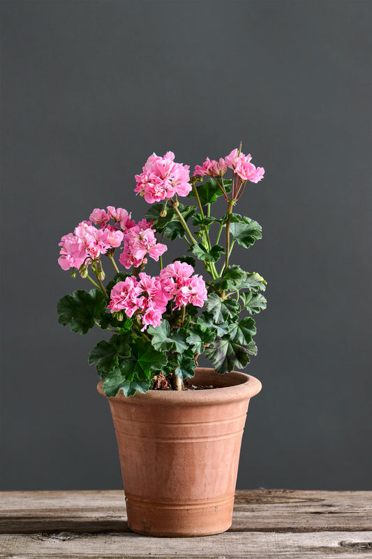 Pelargonium 'Odensjö Vanessa': geranio con incantevoli fiori rosa acceso, presentato con cura in un vaso di terracotta su un luminoso tavolo di legno.