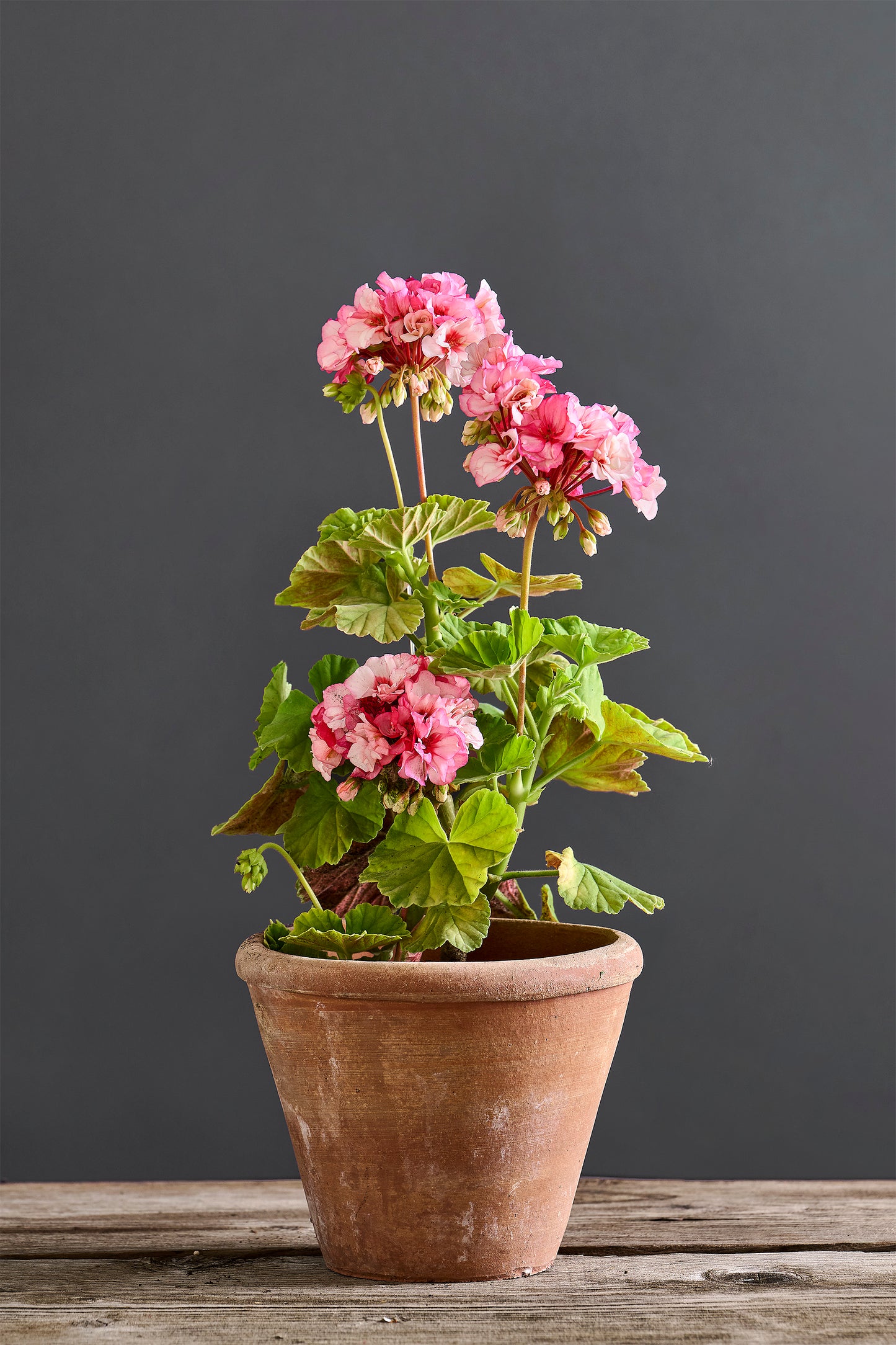 Pelargonium 'Odensjö Whiskey and Wine': geranio con incantevoli fiori color rosa-bianco, presentato con cura in un vaso di terracotta su un luminoso tavolo di legno.