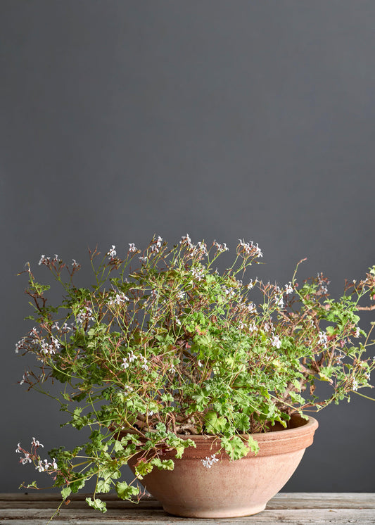 Pelargonium odoratum: geranio con incantevoli fiori bianchi, presentato con cura in un vaso di terracotta su un luminoso tavolo di legno.