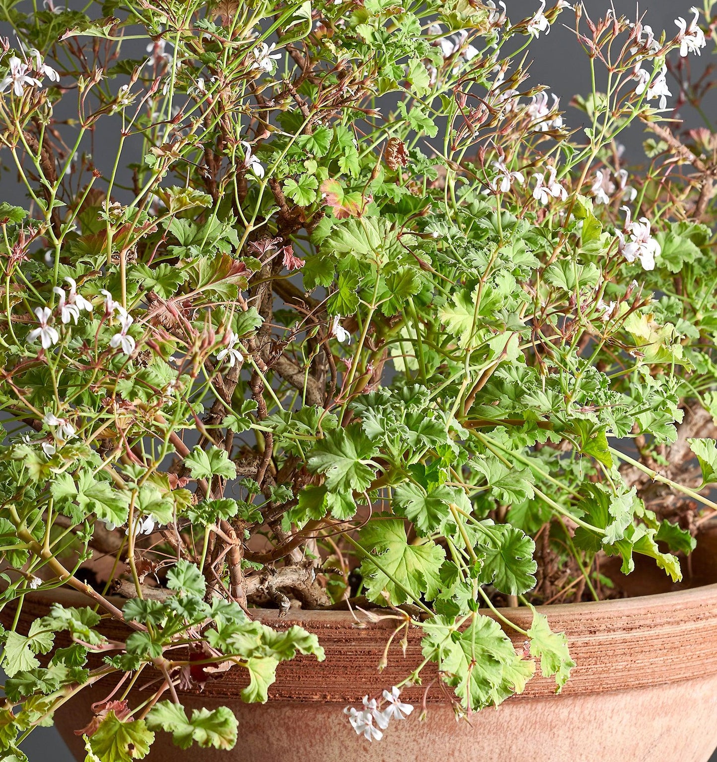 Macro foglie e incantevoli fiori bianchi di Pelargonium odoratum.