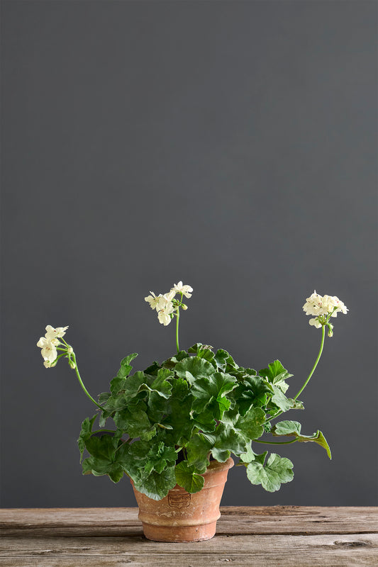 Pelargonium 'PAC First Yellow': geranio con incantevoli fiori color giallo burro, presentato con cura in un vaso di terracotta su un luminoso tavolo di legno.