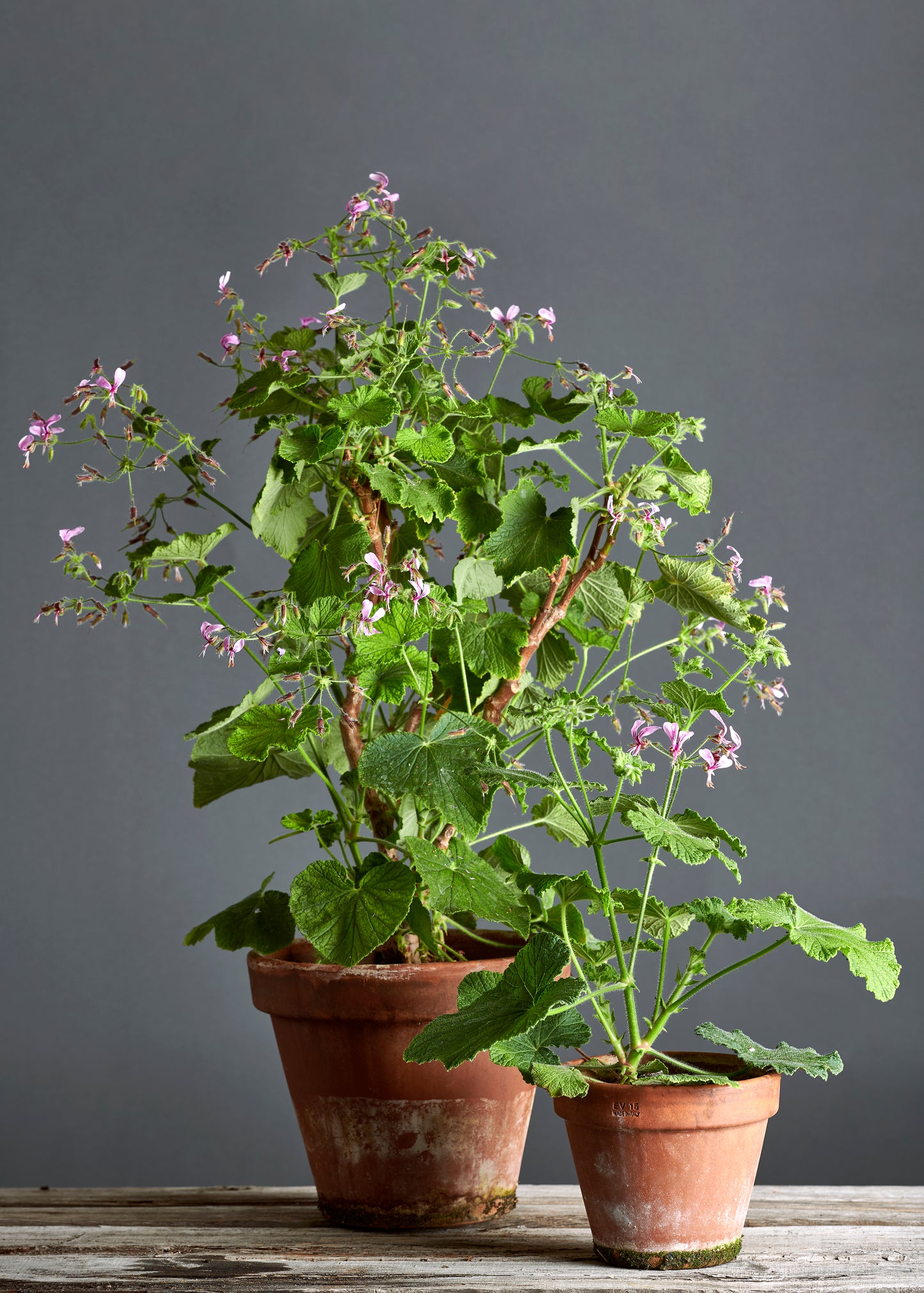 Pelargonium papilionaceum: geranio con incantevoli fiori rosa, presentato con cura in un vaso di terracotta su un luminoso tavolo di legno.