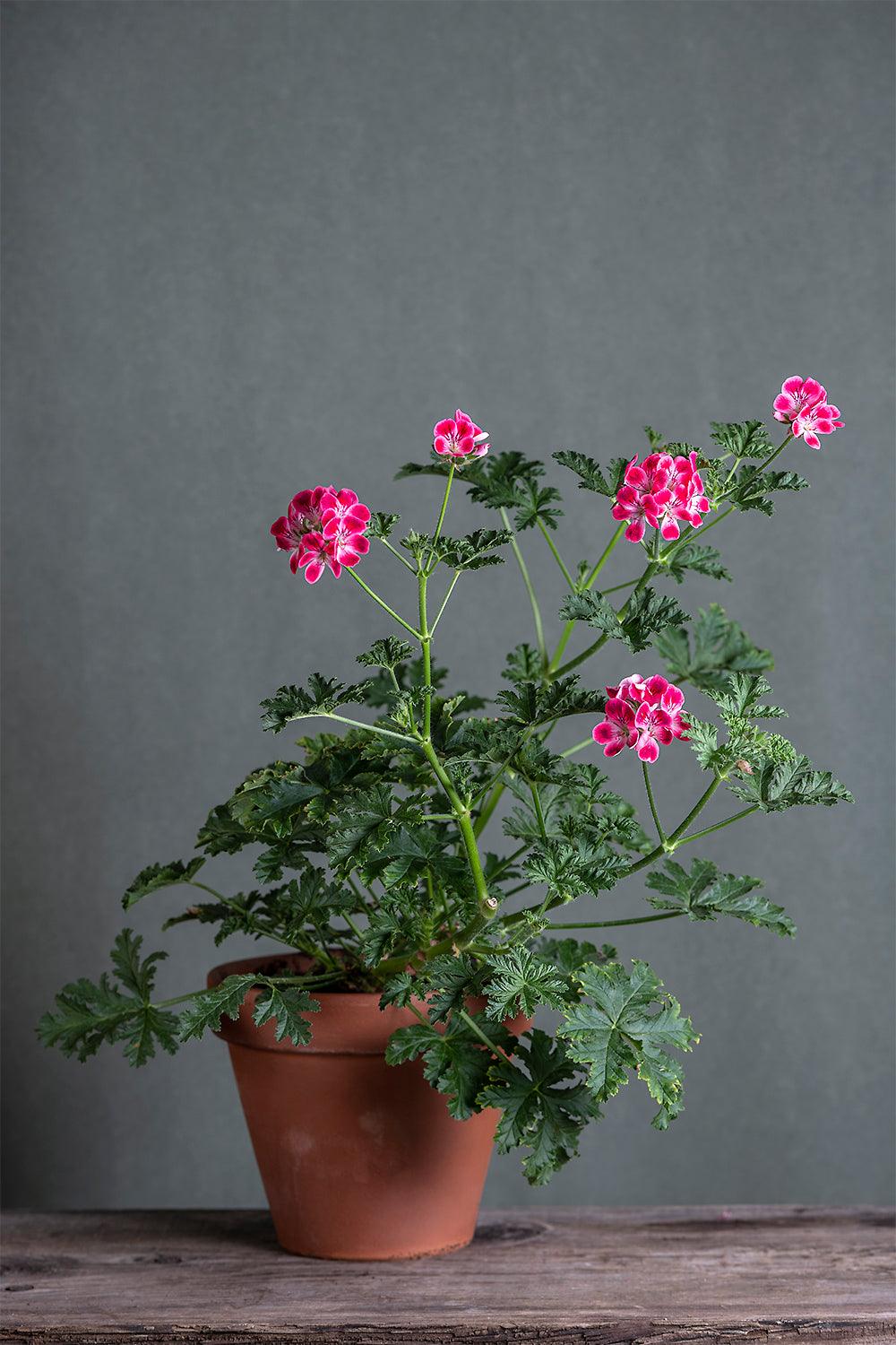 Pelargonium 'Patons Unique': geranio con incantevoli fiori fucsia, presentato con cura in un vaso di terracotta su un luminoso tavolo di legno.