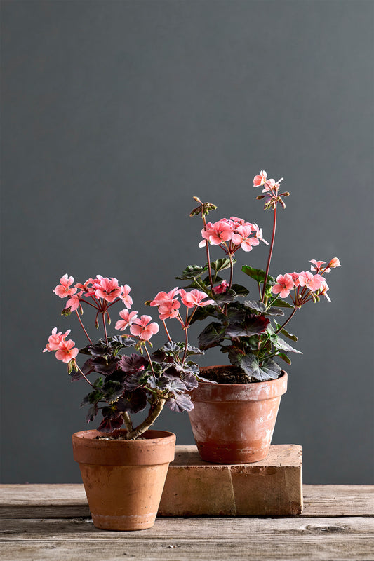 Pelargonium 'Peace': geranio con incantevoli fiori rosa, presentato con cura in un vaso di terracotta su un luminoso tavolo di legno.