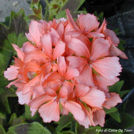 Macro foglie e incantevoli fiori color salmone-rosa di Pelargonium 'Peloso'.